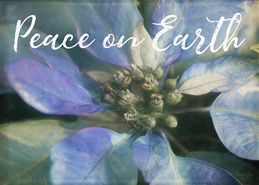 Peace on Earth - Blue Poinsettia Photograph by Teresa Wilson