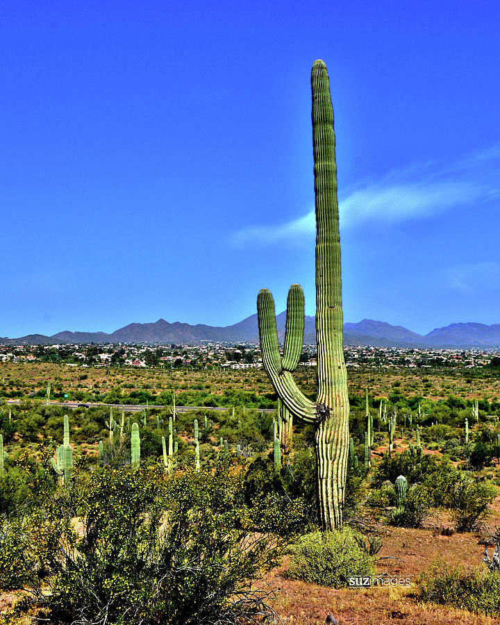Peace Out Arizona by Susie Loechler Peace Out Arizona by Susie Loechler