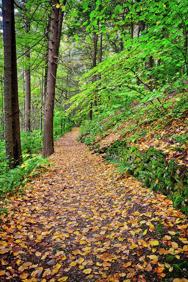 Fall Photograph - Peaceful Autumn Trail at Watkins Glen State Park by Lynn Bauer