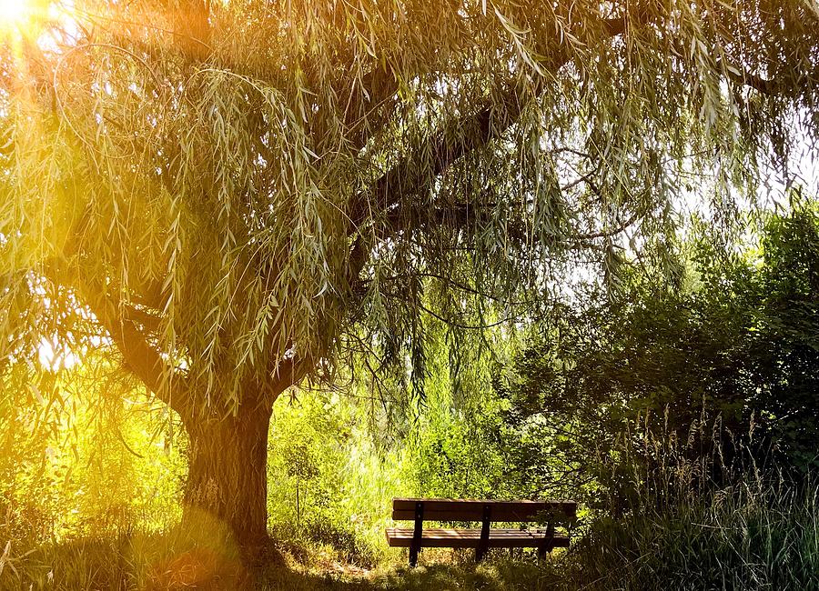 Nature Photograph - Peaceful Bench  by Richard Bryce and Family