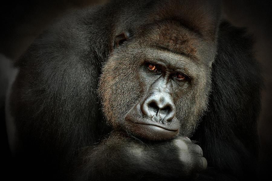 Animal Photograph - Peaceful Giant by Antje Wenner-braun