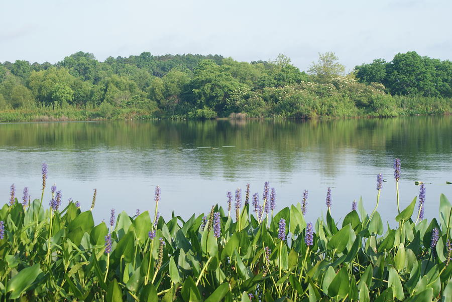 Peaceful Lakeside by Stephanie Pieczynski Peaceful Lakeside by Stephanie Pieczynski