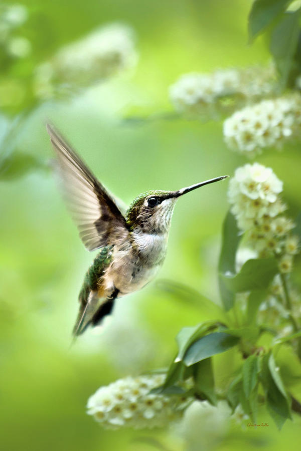 Hummingbird Photograph - Peaceful Love Hummingbird by Christina Rollo