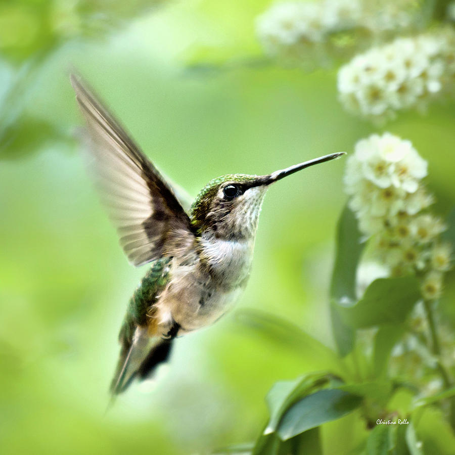 Peaceful Love Hummingbird Square Photograph by Christina Rollo