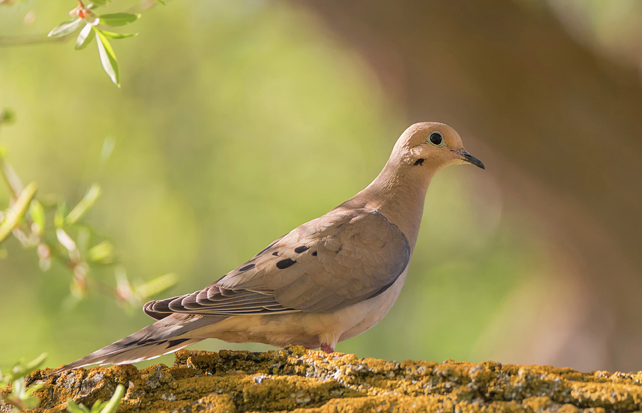 Peaceful Mourning Dove Photograph by Loree Johnson