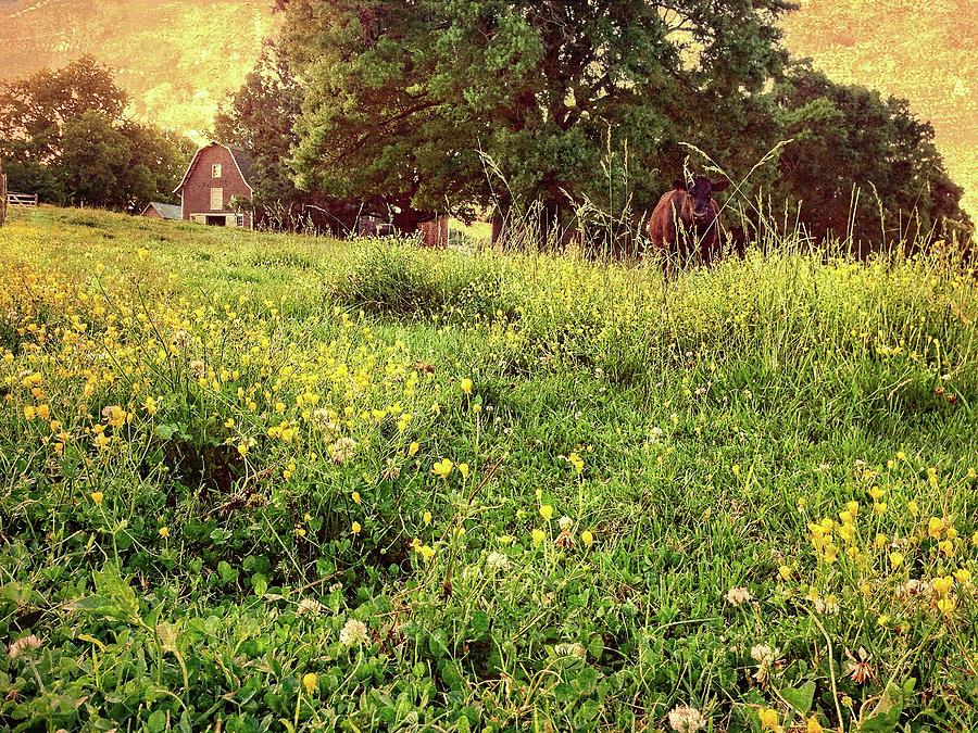 Peaceful Pastoral Perspective Photograph by Carol Whaley Addassi Peaceful Pastoral Perspective Photograph by Carol Whaley Addassi