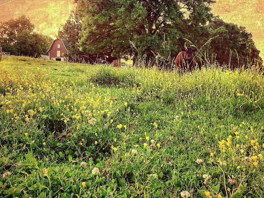 Peaceful Pastoral Perspective Photograph by Carol Whaley Addassi