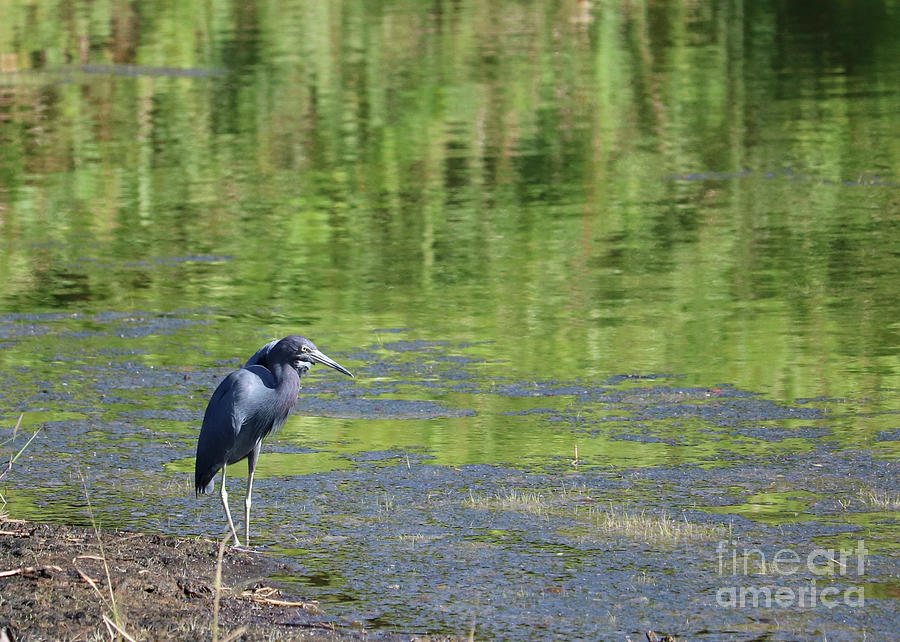 Peaceful Pond with Little Blue Heron Photograph by Carol Groenen