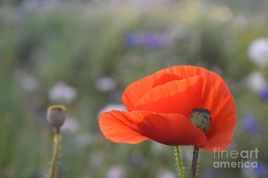 Peaceful Poppy Photograph by Deb Arndt