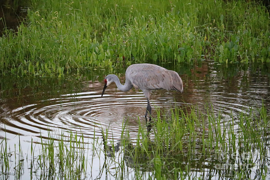 Peaceful Sandhill in Pond Photograph by Carol Groenen