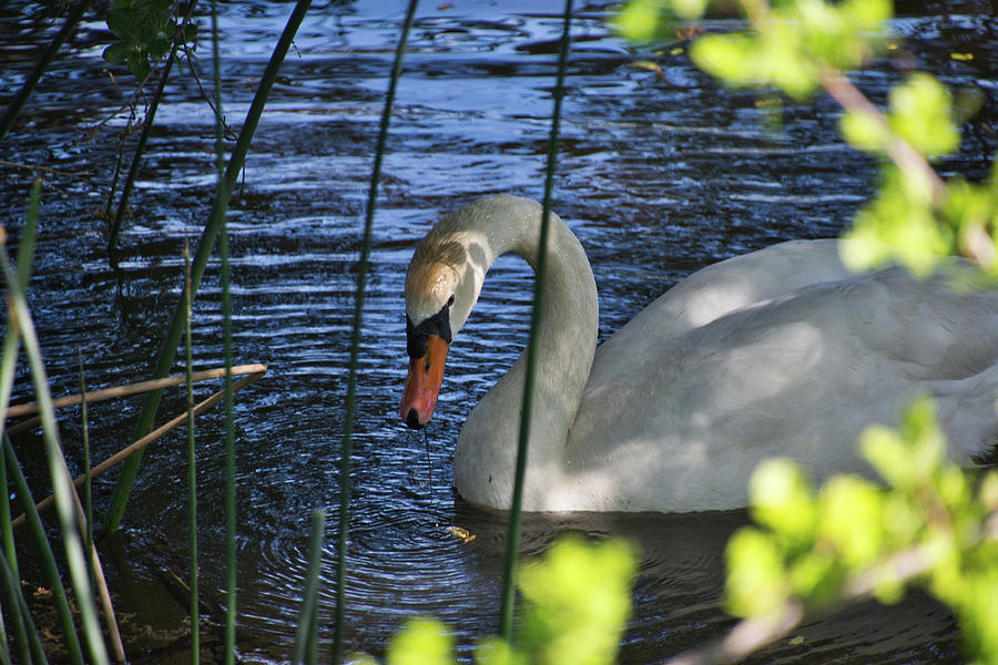 Peaceful Swan Photograph by Steph Gabler