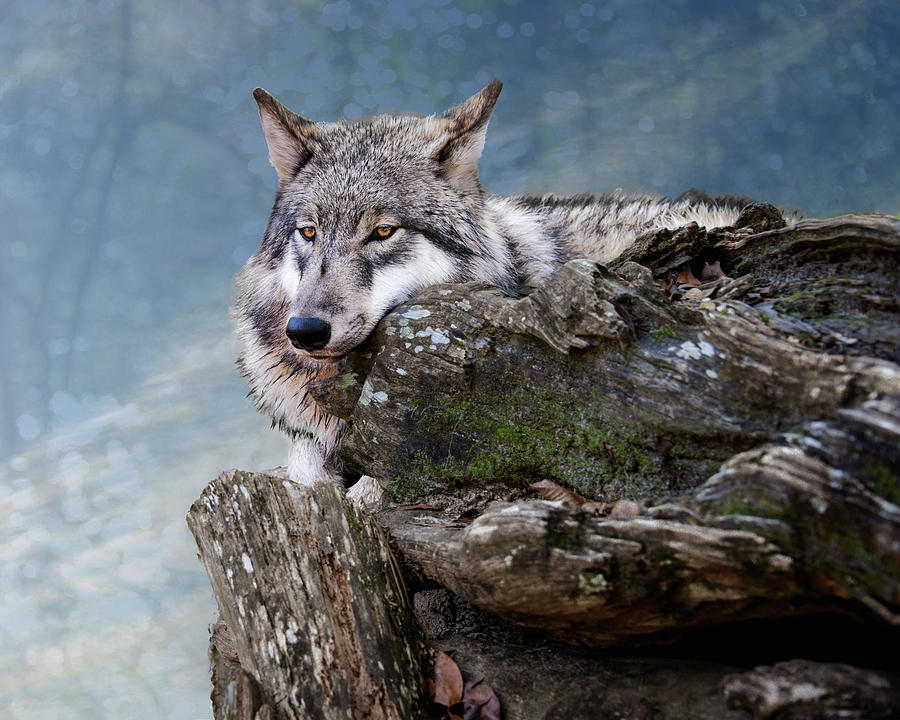 Nature Photograph - Peaceful Wolf by Jeannee Gannuch