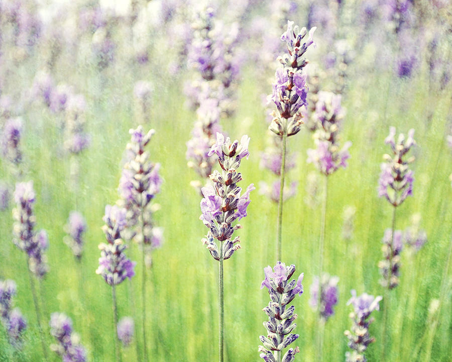 Peacefulness of Lavender Photograph by Lupen Grainne