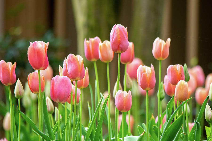 Spring Photograph - Peach and Coral Tulips by Mary Ann Artz
