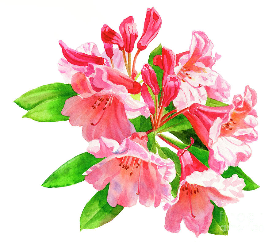 Peach and Pink Rhododendron Painting by Sharon Freeman