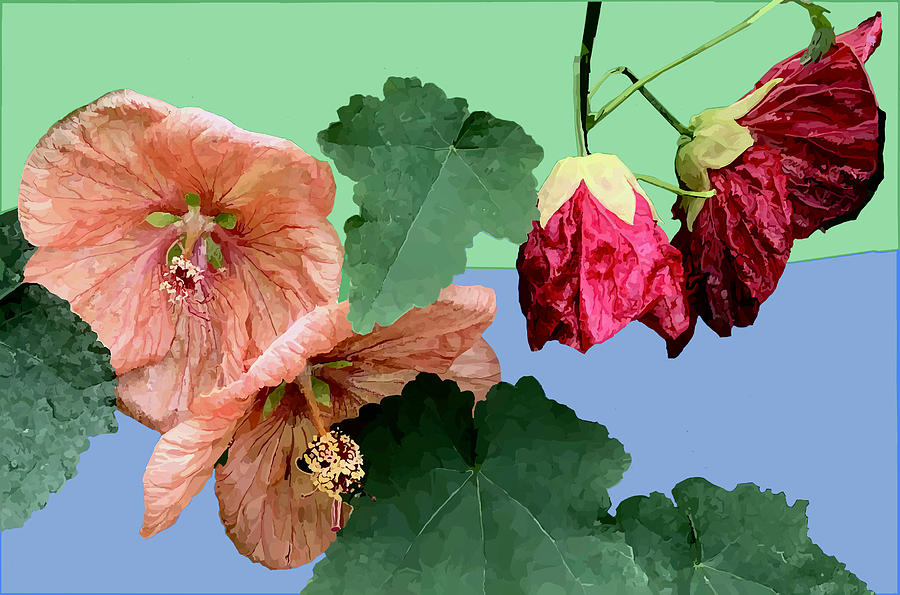 Peach and Red Hibiscus Digital Art by Jamie Downs