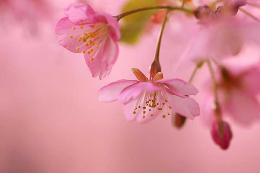 Peach Blossom, Close-up Photograph by Miwa.s