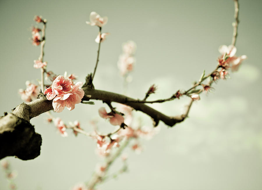 Peach Blossom Photograph by Elyse Patten