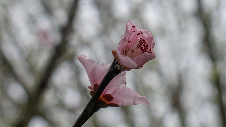Peach Blossom Photograph by Ivars Vilums