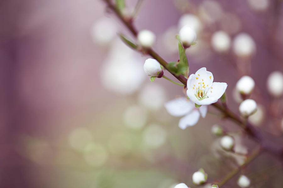 Peach Blossom Photograph by Jasmina007