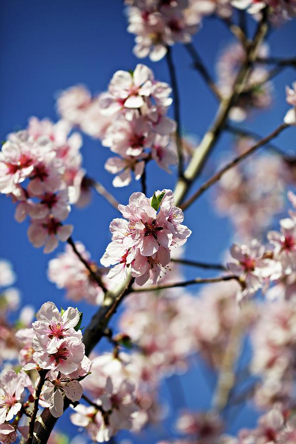 Peach Blossom On A Tree Photograph by Herbert Lehmann