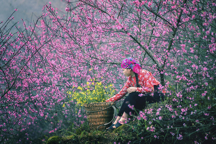 Peach Blossom Season In Ha Giang, Vietnam Photograph by Nguyen Tan Tuan