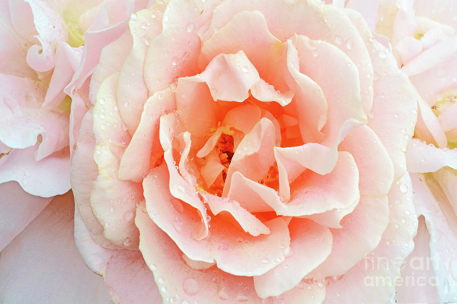 Peach Blush Rose Portrait Photograph by Regina Geoghan