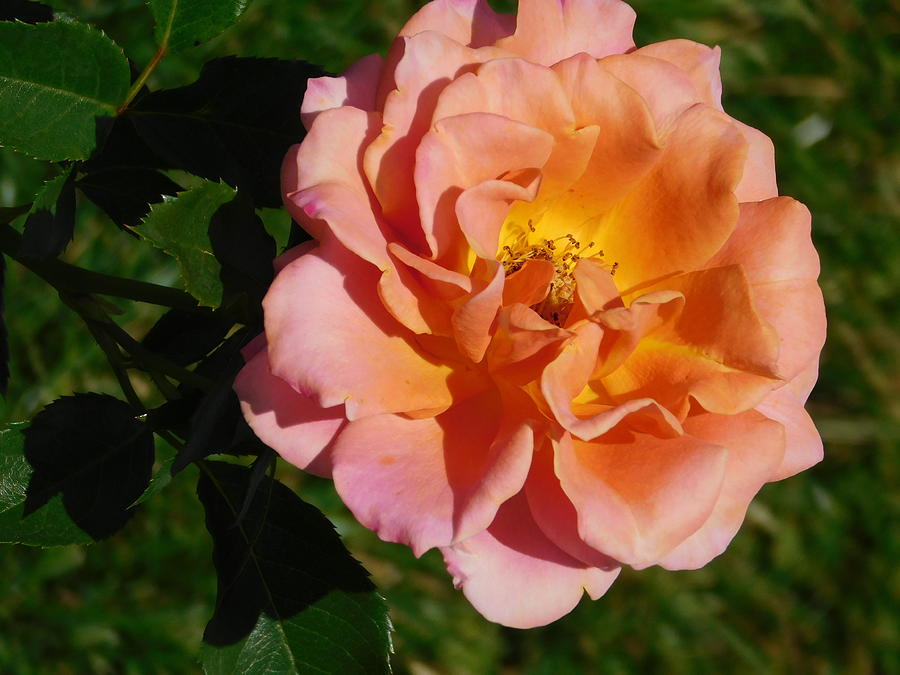Peach Colord Rose Photograph by Catherine Gagne