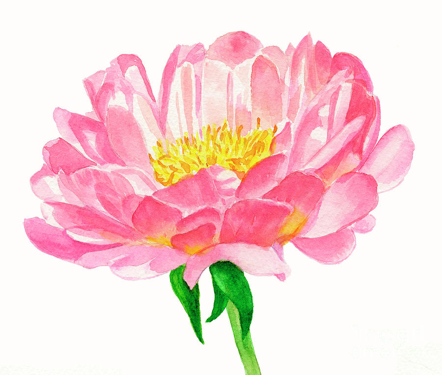Peach Colored Peony Blossom Painting by Sharon Freeman
