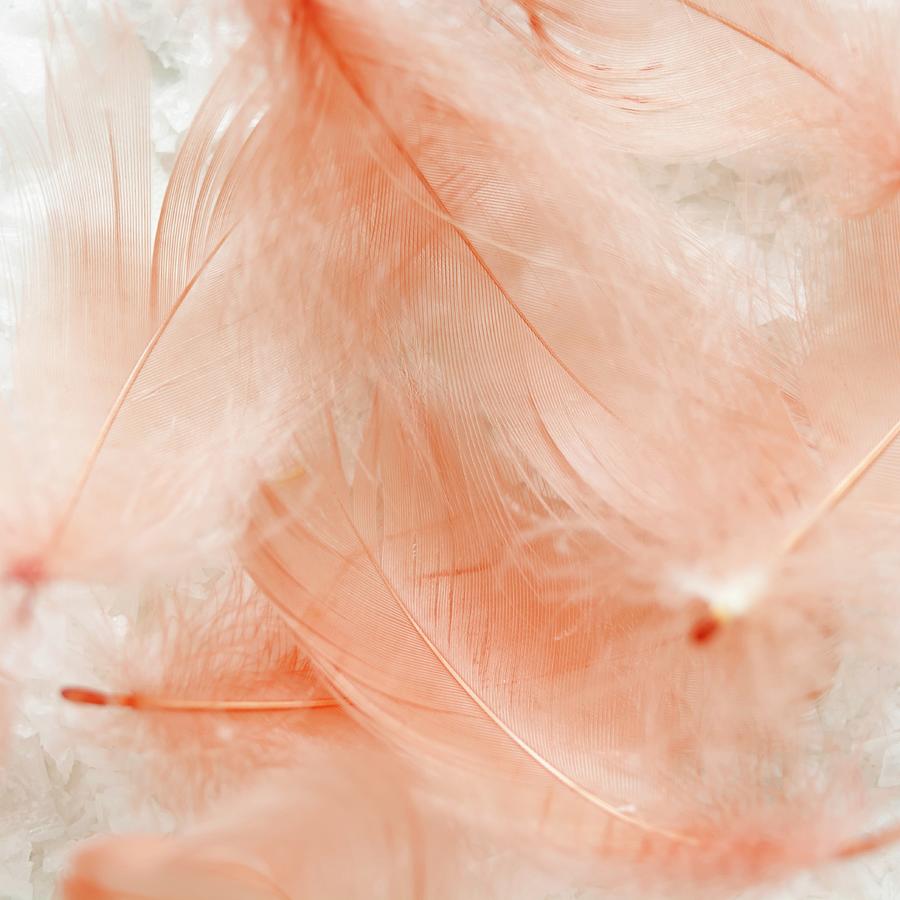 Peach-coloured Feathers close-up Photograph by Hole, Aina C.