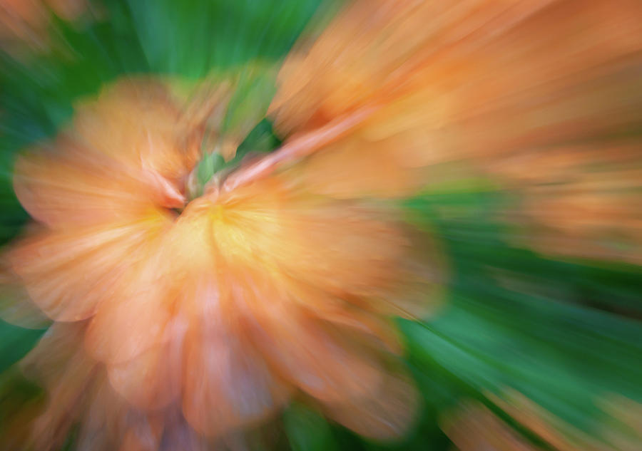 Peach Floral Abstract by R Scott Duncan Peach Floral Abstract by R Scott Duncan