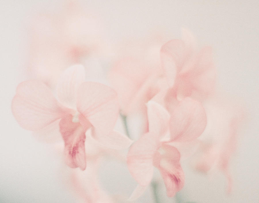 Peach Flower Photograph by San