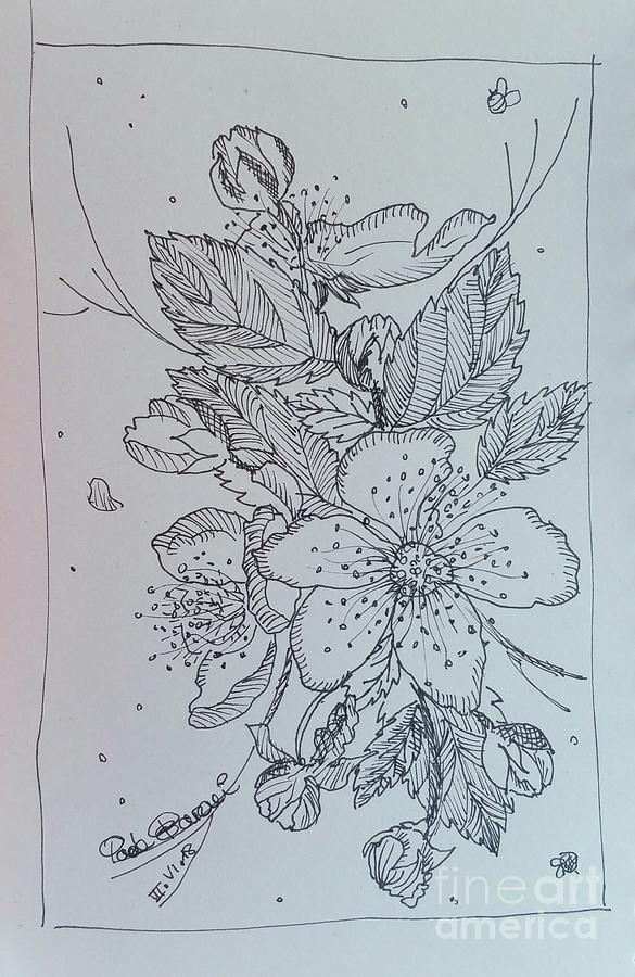 Peach Flowers Drawing by Paola Baroni Peach Flowers Drawing by Paola Baroni