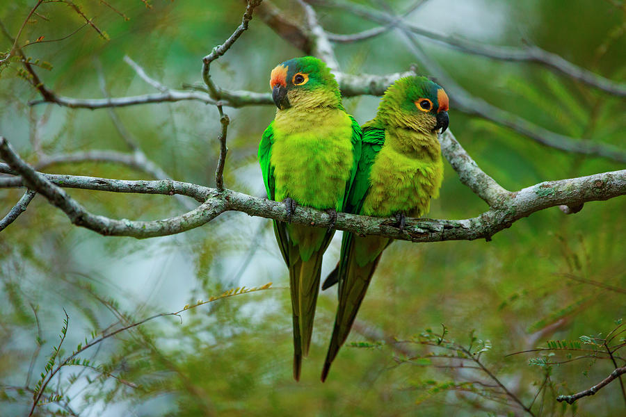 Peach-fronted Parakeets, Aratinga Photograph by Mint Images/ Art Wolfe