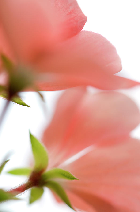 Nature Photograph - Peach Geranium Flower, Close-up by Daryl Solomon