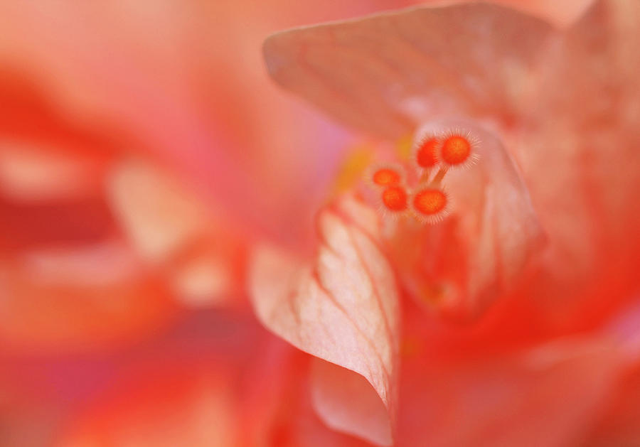 Peach Hibiscus Photograph by Debbie Oppermann