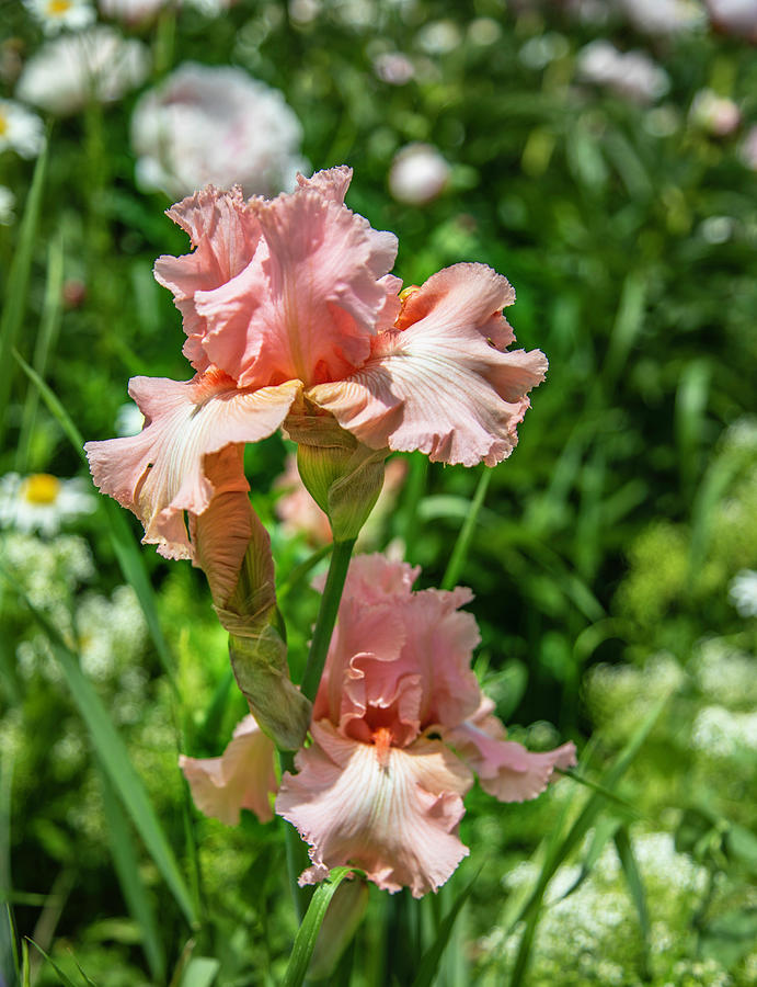 Peach Iris Photograph by Lorraine Baum