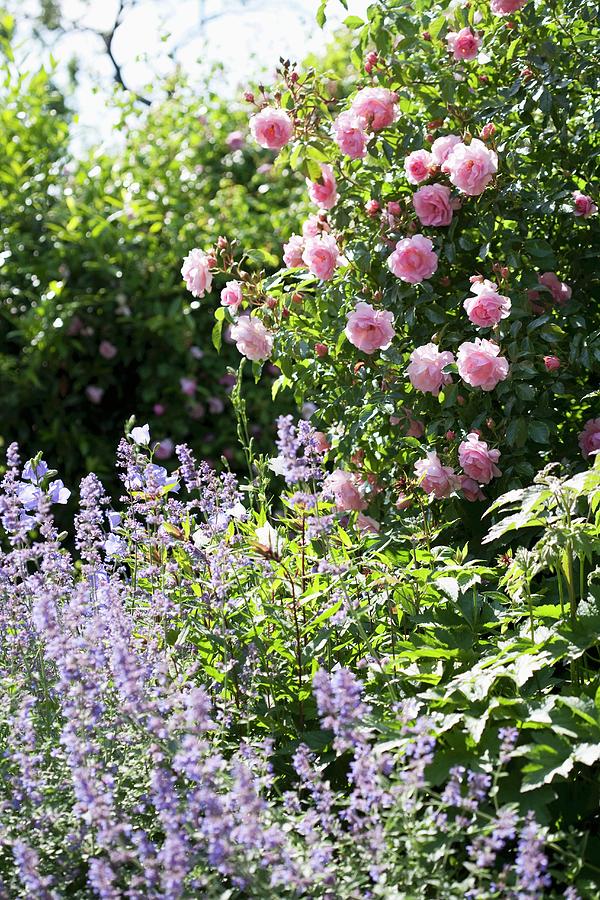 Peach-leaved Bellflower In Front Of Pink Rose Bush In Garden Photograph by Sibylle Pietrek