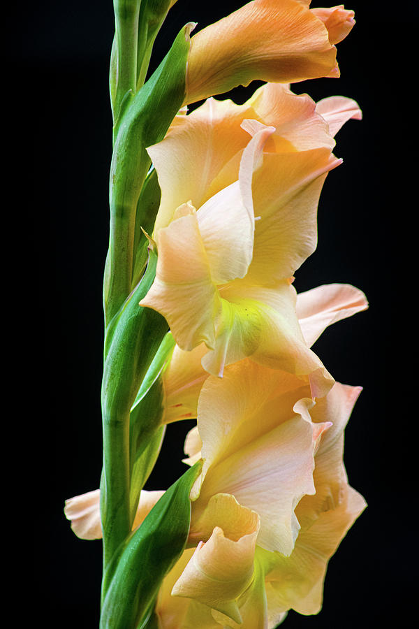 Peach Melba Gladiolus Photograph by Mary Ann Artz