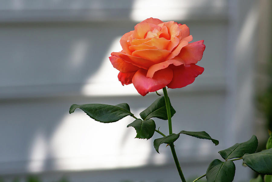 Peach Orange Longstem Rose Digital Art by Ed Stines