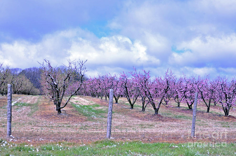 Peach Orchard Between Seasons Photograph by Lydia Holly
