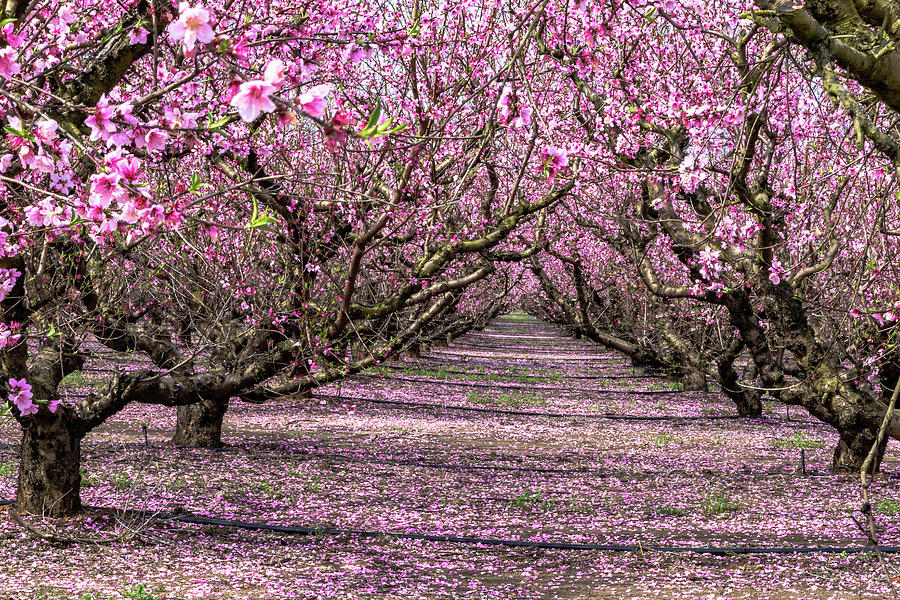 Peach orchard ахименес фото