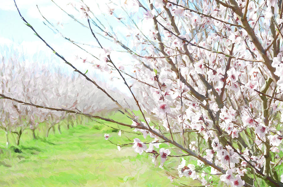 Peach Orchard #painting Photograph by Andrea Anderegg