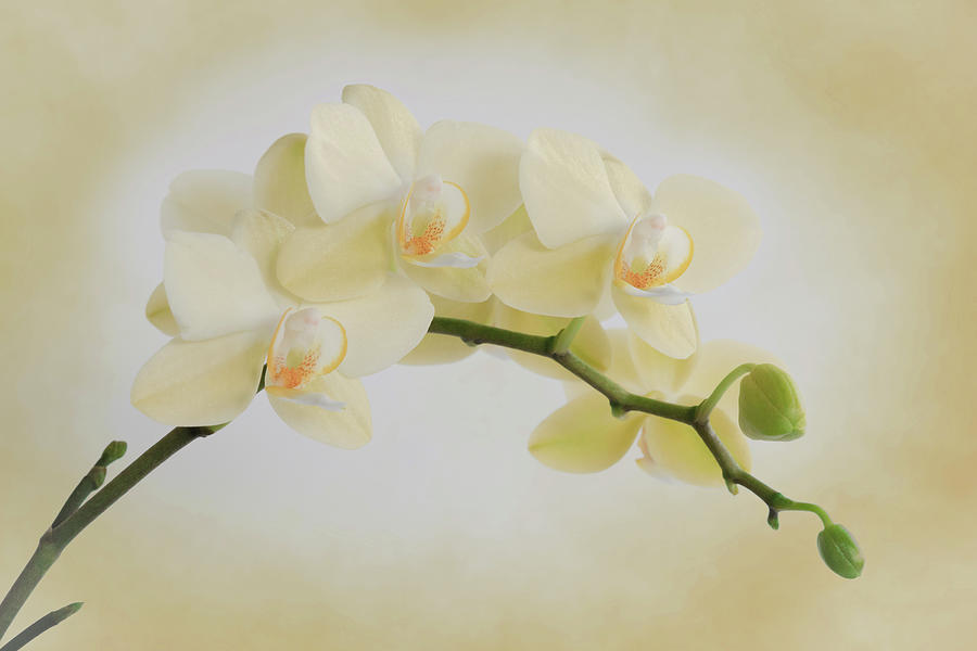 Yellow Cream Orchid Spray Photograph by Patti Deters
