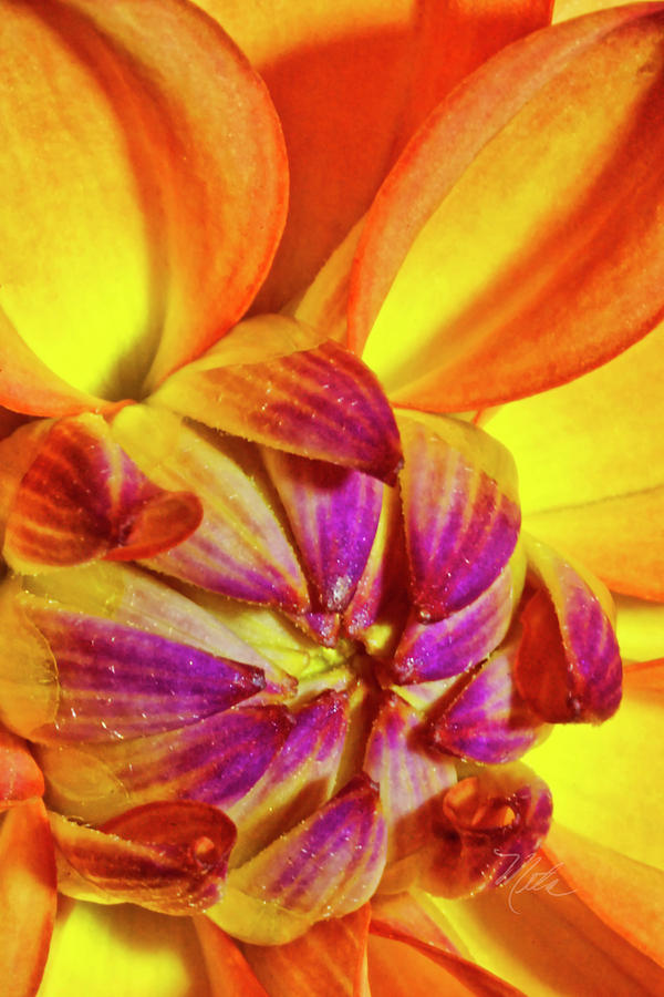 Peach Purple Flower Photograph by Meta Gatschenberger