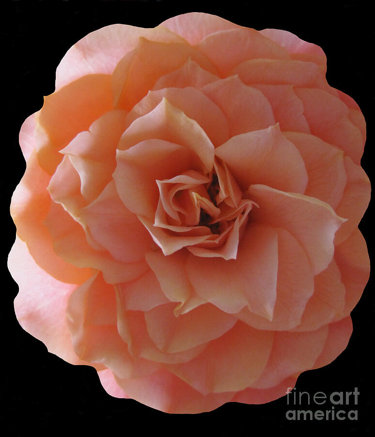Peach Rose Abstract Photograph by Tara Shalton