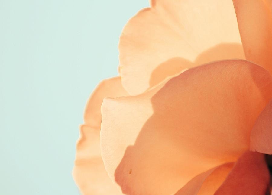 Peach Rose Beauty Photograph by The Art Of Marilyn Ridoutt-Greene