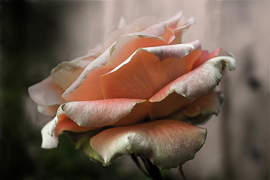 Peach Rose Photograph by DonaRose