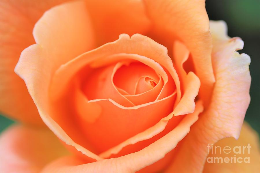 Peach Rose Photograph by Nick Gustafson