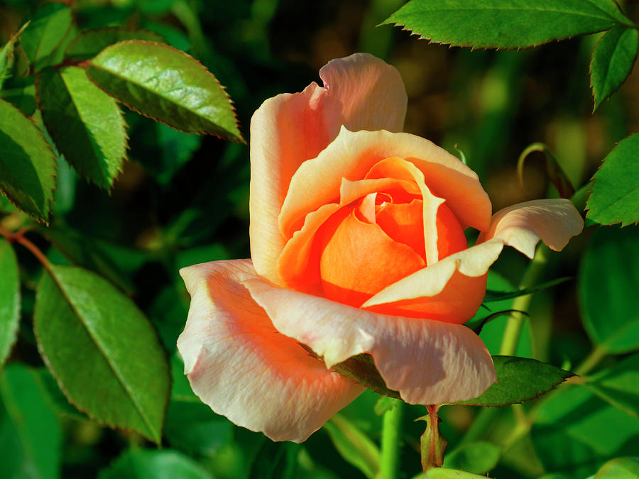 Peach Rose Photograph by Sally Weigand